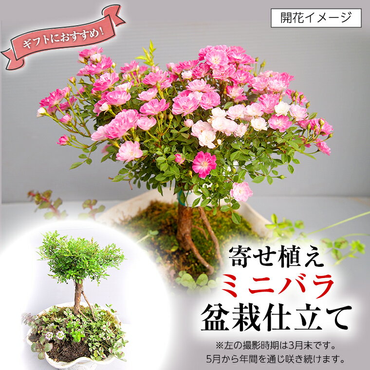 寄せ植え「ミニバラ盆栽仕立て」 ギフト 花