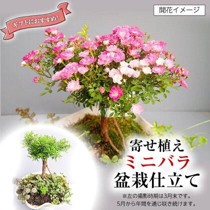 寄せ植え「ミニバラ盆栽仕立て」 ギフト 花