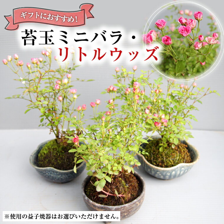 【ふるさと納税】苔玉ミニバラ ・ リトルウッズ ギフト 鉢植え 花 苔 薔薇 バラ