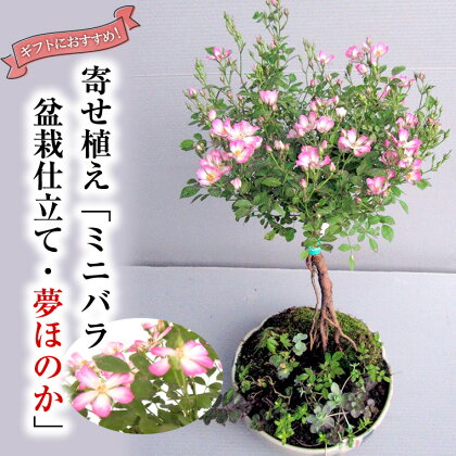 寄せ植え「ミニバラ盆栽仕立て・夢ほのか」益子焼 ギフト 花