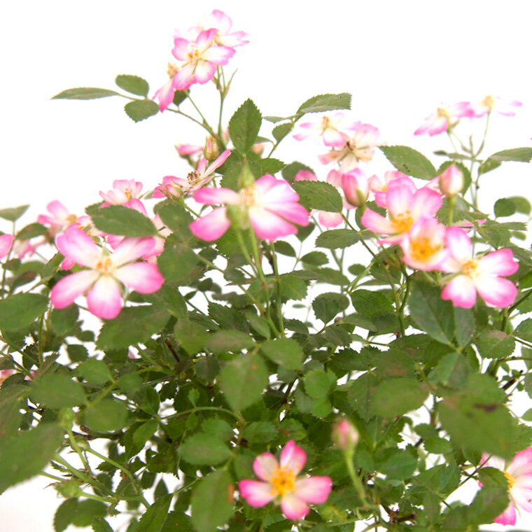 【ふるさと納税】寄せ植え「ミニバラ盆栽仕立て・夢ほのか」益子焼 ギフト 花