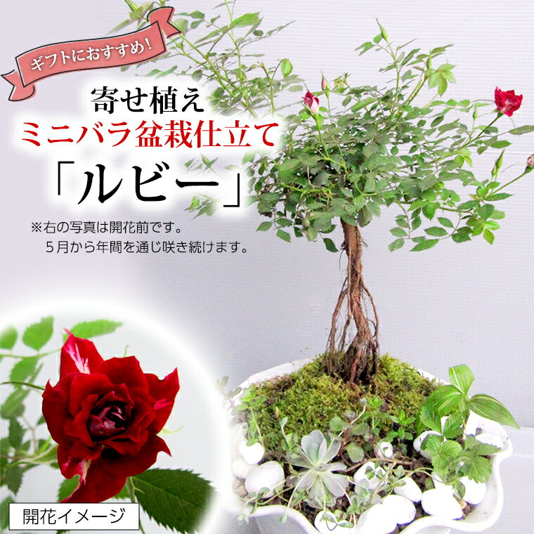 【ふるさと納税】寄せ植え盆栽仕立てミニバラ「ルビー」