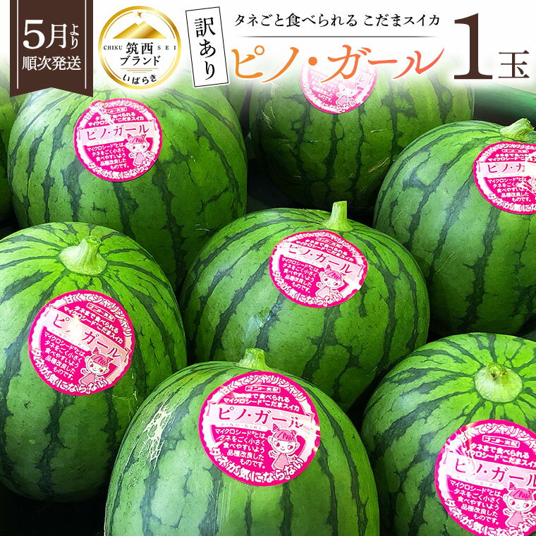 【ふるさと納税】【 先行予約 】 【 訳あり 】 感動必至！ タネが気にならない こだまスイカ ピノ・ガール 1玉 （ 2023年5月下旬から順次発送 ） すいか スイカ 小玉スイカ フルーツ 果物のサムネイル
