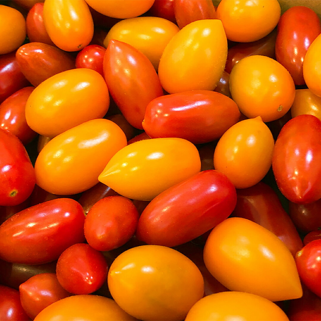 【ふるさと納税】 スーパーフルーツ ミニトマト 約1kg 2026年産 野菜 フルーツトマト フルーツ トマト とまと