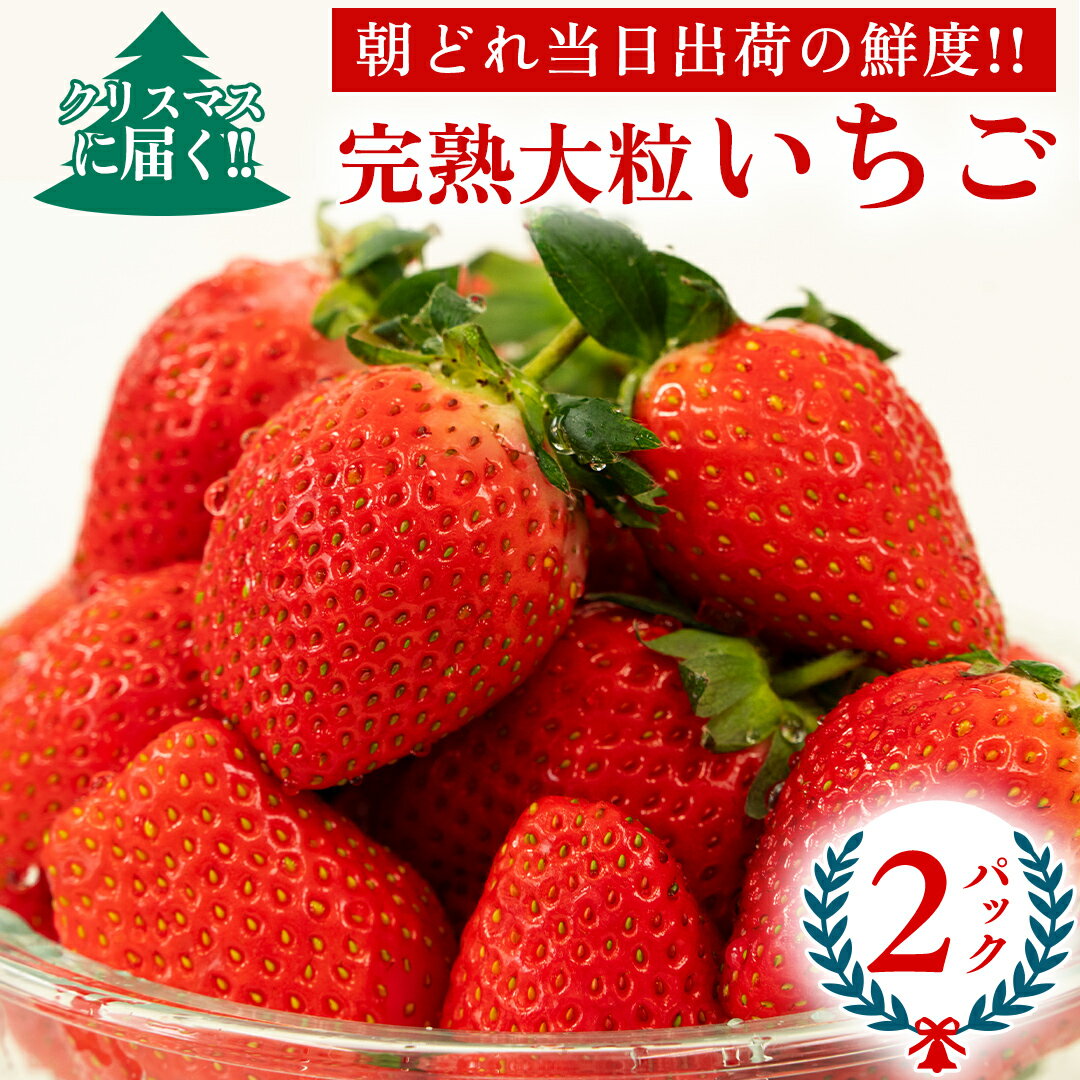 [ クリスマス ( 24日・25日 ) に届く!] 完熟 いちご 2パック 先行予約 大粒 イチゴ 苺 フルーツ 果物