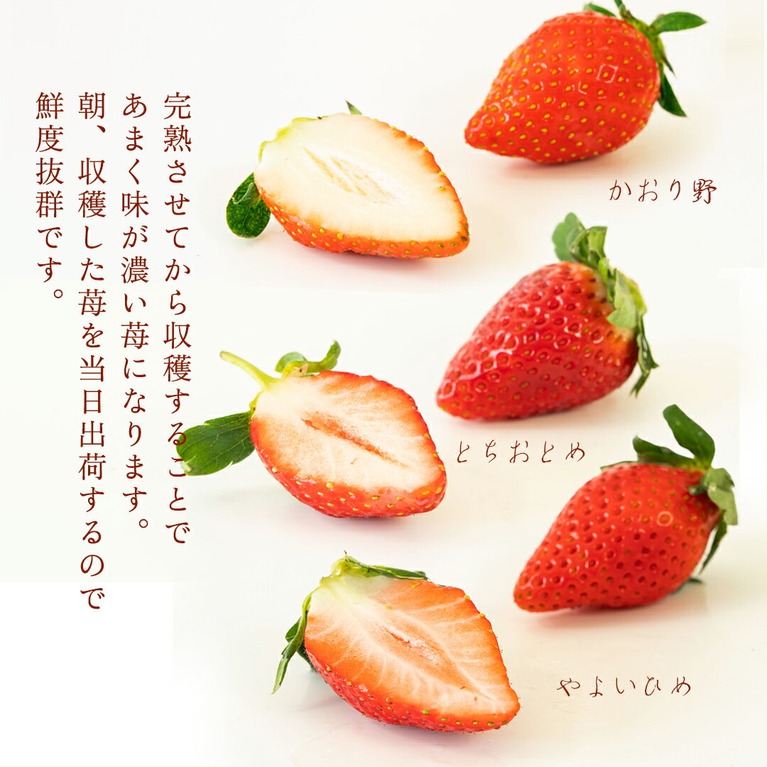 【ふるさと納税】【 2ヶ月 定期便 】完熟 いちご ( 選べる内容量 ) 2パック 4パック 先行予約 大粒 イチゴ 苺 フルーツ 果物