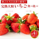 【ふるさと納税】完熟 かおり野 ・ とちおとめ 食べ比べ 4パック 先行予約 大粒 イチゴ 苺 いちご フルーツ 果物