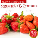 【ふるさと納税】完熟 やよいひめ ・ とちおとめ 食べ比べ ( 選べる 内容量 ) 2パック 4パック 先行予約 大粒 イチゴ 苺 いちご フルーツ 果物