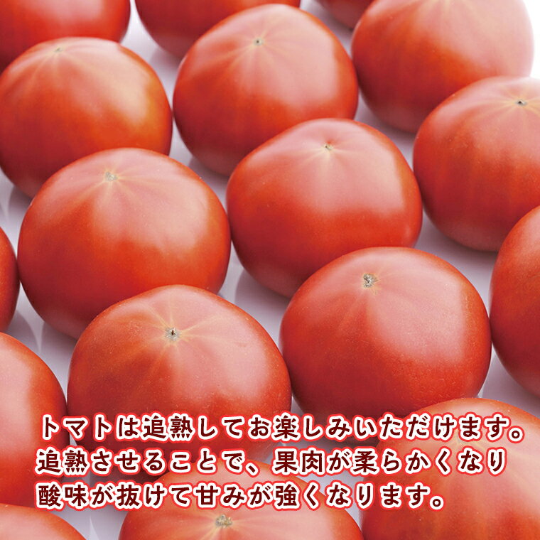 【ふるさと納税】【先行予約】超大玉スーパーフルーツトマト大箱 3kg ×2箱【14〜18玉/1箱】糖度9度以上