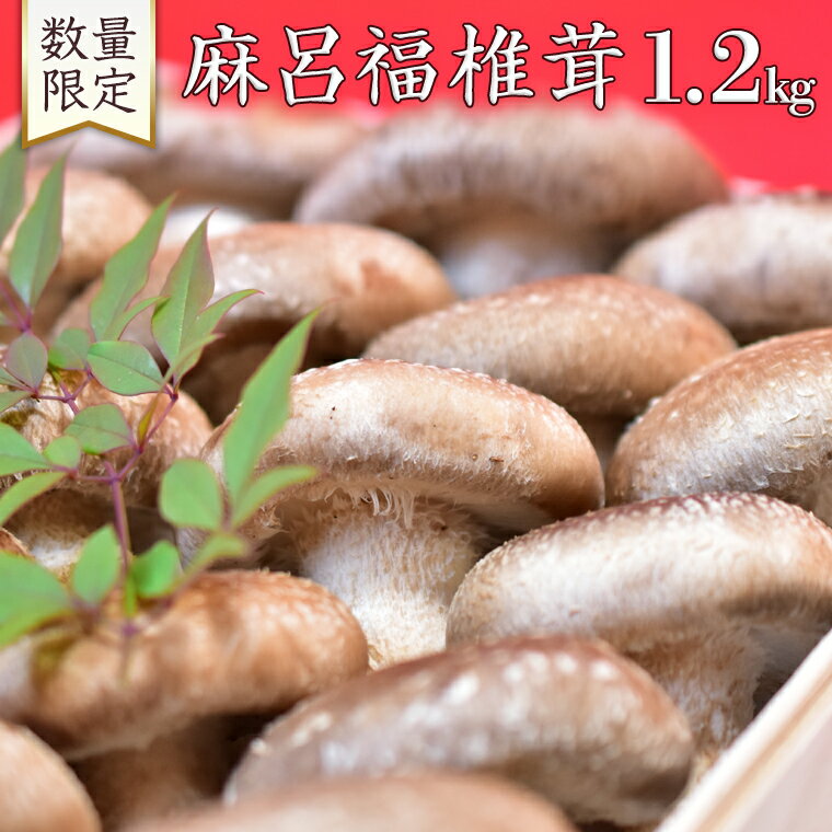 【 数量限定 】 謹製 「 麻呂福椎茸 」 椎茸 しいたけ シイタケ 菌床椎茸栽培