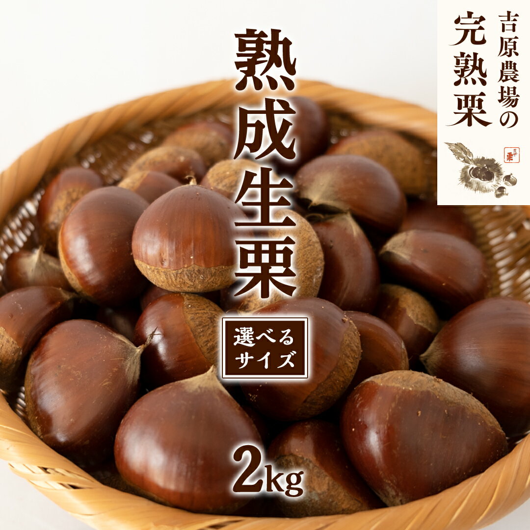 【ふるさと納税】 【 吉原農場 の 完熟栗 】 熟成 生栗 2kg ( 選べる サイズ ) 完熟 栗 くり クリ 栗ごはん 贈答 ギ…