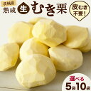 【ふるさと納税】 【 吉原農場 の 完熟栗 】 熟成 生むき栗 ( 選べる 内容量 ) 令和7年産 完熟 栗 くり クリ 栗ごはん 贈答 ギフト 果物 フルーツ 数量限定 旬 秋 冬 正月 おせち