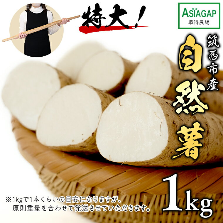【ふるさと納税】 【 茨城県 筑西市産 】 自然薯 1kg じねんじょ とろろ 山菜のサムネイル