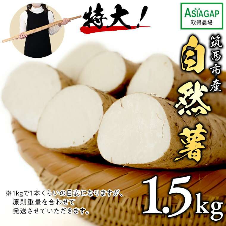 【ふるさと納税】先行予約 【 茨城県 筑西市産 】 自然薯 1.5kg じねんじょ とろろ 山菜