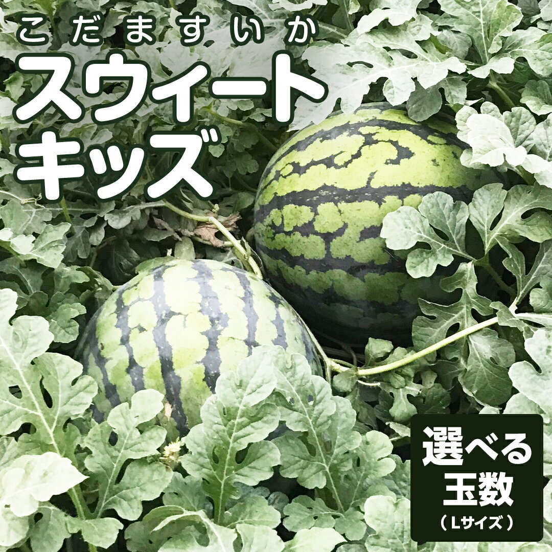 地下水100%で作る美味しい 「 こだますいか 」 ( 選べる 玉数 ) 2玉 5玉 スウィートキッズ すいか スイカ 小玉スイカ こだまスイカ 西瓜 フルーツ 果物