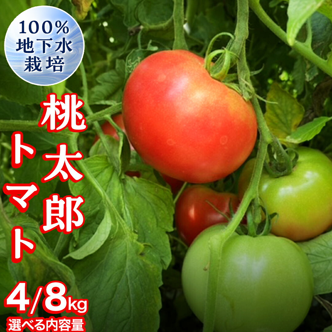 【ふるさと納税】 地下水100%で作る美味しい 「 桃太郎トマト 」 ( 選べる 内容量 ) 4kg 8kg 野菜 桃太郎 トマト とまと 地下水 ミネラル