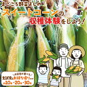 【ふるさと納税】生の試食付き!スイートコーンの収穫体験をしよう! ( 選べるお持ち帰りの内容量 ) 収穫体験 トウモロコシ とうもろこし コーン 野菜 体験 チケット