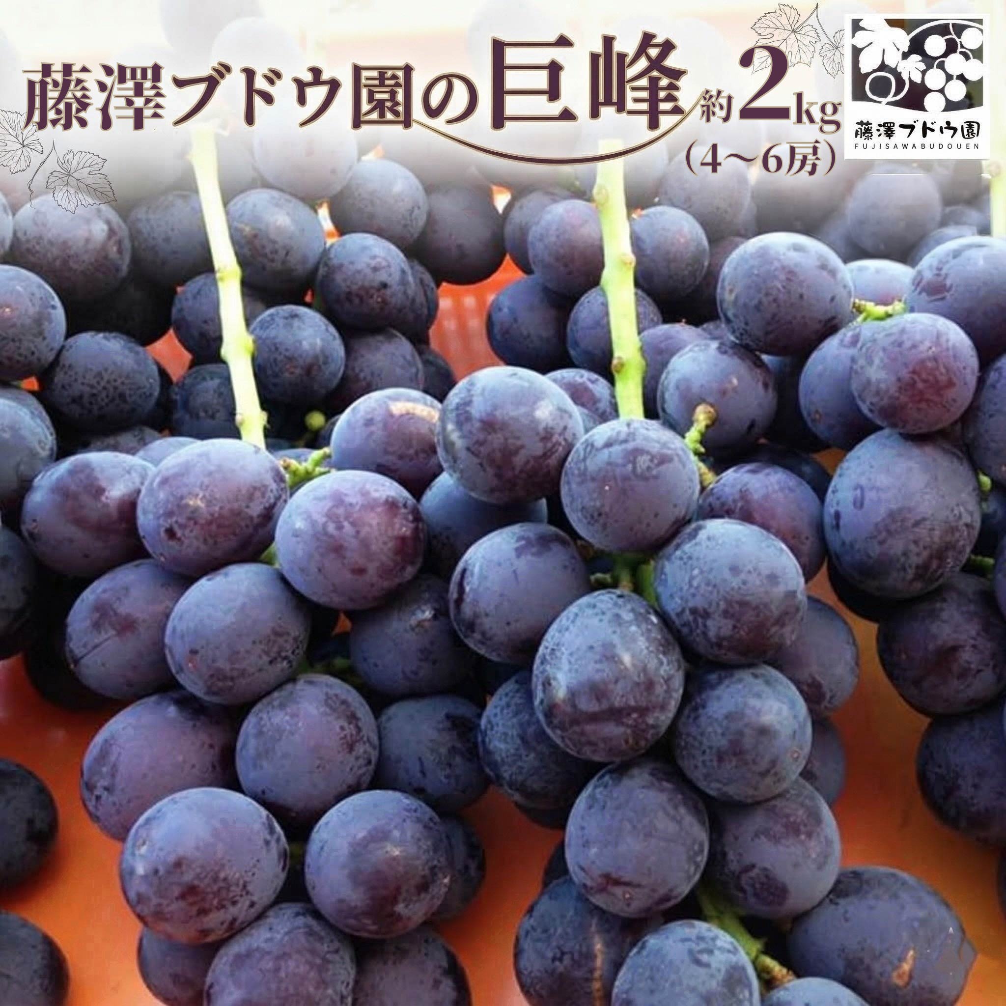 【ふるさと納税】 巨峰 約2kg 約5 - 6房 先行予約 ぶどう ブドウ 葡萄 budou 2026年産 フルーツ ふるーつ 果物 くだもの デザート きょほう グレープ grape 皮ごと 産地直送 父の日 お取り寄せ 茨城県 筑西市 関東 藤澤ぶどう園