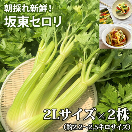 【ふるさと納税】No.583 朝採れ新鮮！坂東セロリ2株 ／ 野菜 新鮮 坂東市産 送料無料 茨城県