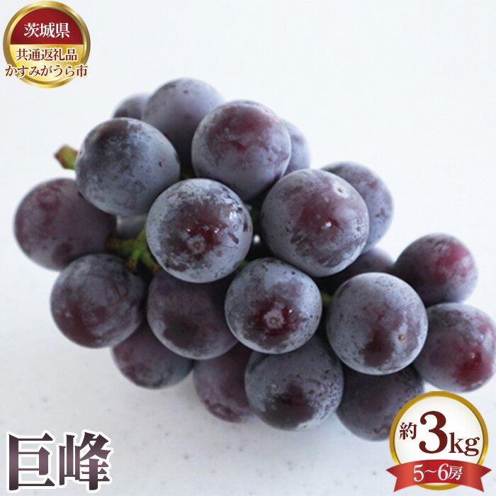 【ふるさと納税】No.654 【先行予約】巨峰 約3kg(5~6房)【茨城県共通返礼品 かすみがうら市】 / ぶどう ブドウ 葡萄 フルーツ 果物 送料無料 茨城県