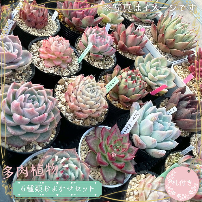 多肉植物6種類おまかせセット【札付き】 ／ 多肉植物 エケベリア 6種類 おまかせセット 札付き 苗 抜き苗 インテリア 紅葉 葉挿し 常温便 No.680