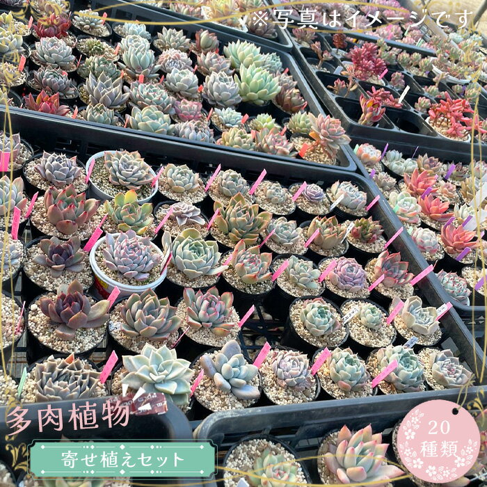 多肉植物寄せ植えセット(20種類) / 苗 インテリア 癒し 送料無料 茨城県