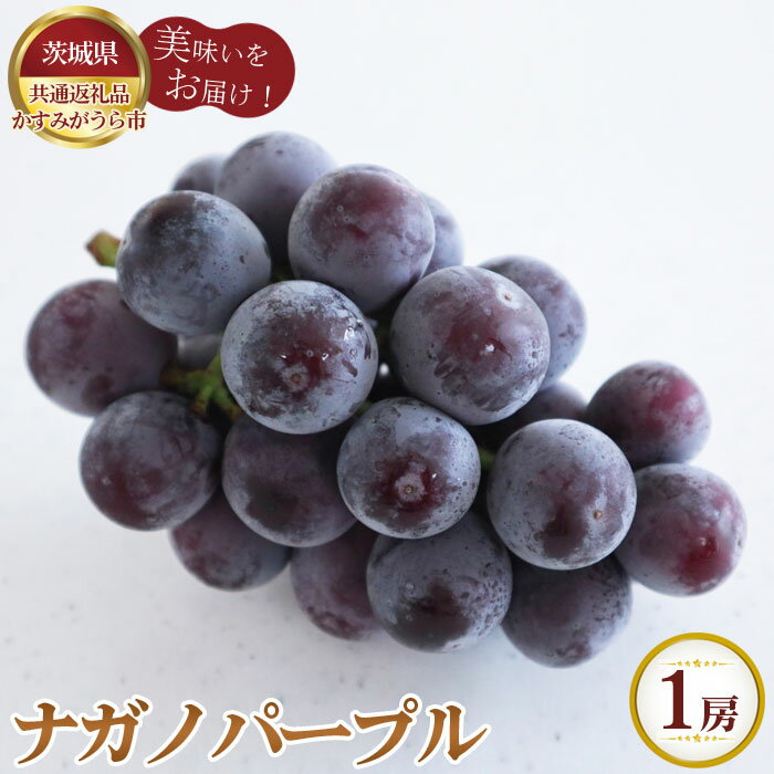 【ふるさと納税】No.804 【先行予約】ナガノパープル 1房700g かすみがうら市産【茨城県共通返礼品 かすみがうら市】 / 旬 新鮮 葡萄 ブドウ 果物 フルーツ 送料無料 茨城県