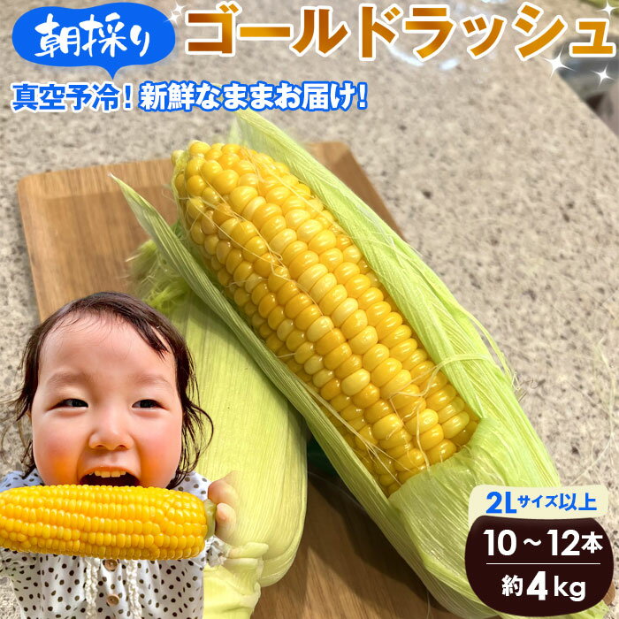 【ふるさと納税】【4kg】坂東市朝採りとうもろこし「ゴールドラッシュ」冷蔵済 ／ トウモロコシ 新鮮 採れたて 送料無料 茨城県 No.233