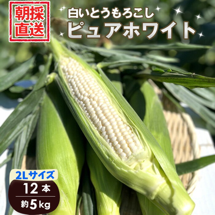 ［坂東市産］朝採り直送 白いとうもろこし ピュアホワイト 2L 12本 5kg ／ ピュアホワイト 白いとうもろこし とうもろこし 2L 12本 5kg 朝採り 当日出荷 糖度17～18度 甘い 冷蔵便 No.264
