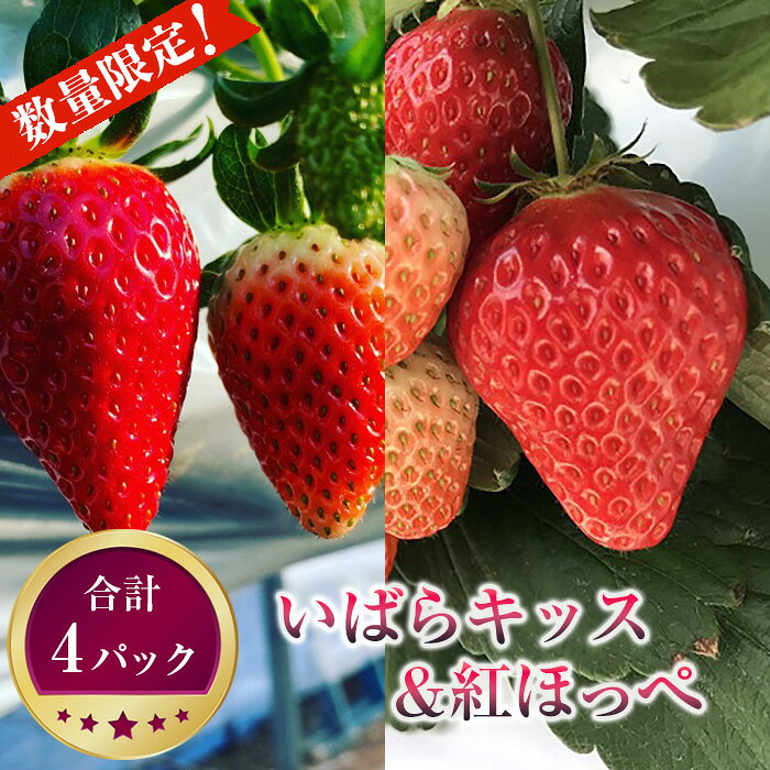 先行予約［坂東市産］いばらキッス＆紅ほっぺ 合計4パック食べ比べセット 朝採り直送 ／ いちご イチゴ 苺 いばらキッス 紅ほっぺ 320g×4パック 2品種 食べ比べ 朝採り 直送 完熟 冷蔵便 数量限定 No.269