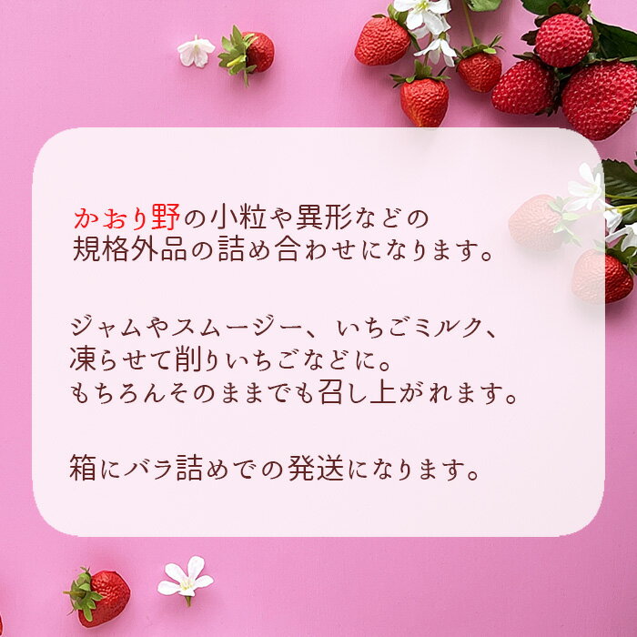 【ふるさと納税】No.271 先行予約「坂東市産」訳ありいちご　かおり野　小粒や規格外品など詰め合わせ1.5kg　ジャムやイチゴミルクなどに ／ 苺 わけあり 詰合せ スムージー 送料無料 茨城県