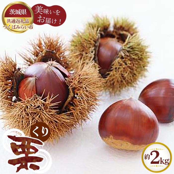 [先行予約]栗 約2kg[茨城県共通返礼品 つくばみらい市] / くり クリ フルーツ 果物 送料無料 茨城県