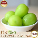 【ふるさと納税】No.314 【先行予約】粒々ぶどう36粒 シャインマスカットとぶどう2品種【茨城県共通返礼品 かすみがうら市】 / ブドウ 葡萄 フルーツ 果...