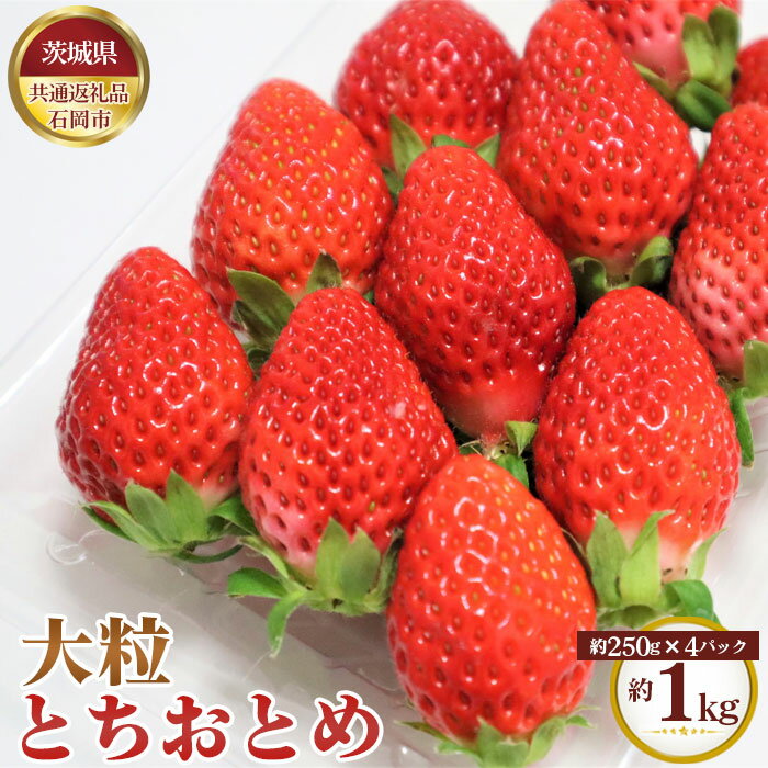 【ふるさと納税】No.336 とちおとめ　大粒　約1kg（約250g×4パック）【茨城県共通返礼品　石岡市】 ／ 旬 新鮮 苺 イチゴ 果物 フルーツ 送料無料 茨城県のサムネイル