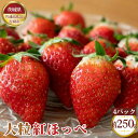 6位! 口コミ数「0件」評価「0」No.343 【先行予約】お歳暮　紅ほっぺ　大粒　約250g（8～12粒）×4pc【茨城県共通返礼品 石岡市】 ／ 旬 新鮮 苺 いちご イ･･･ 