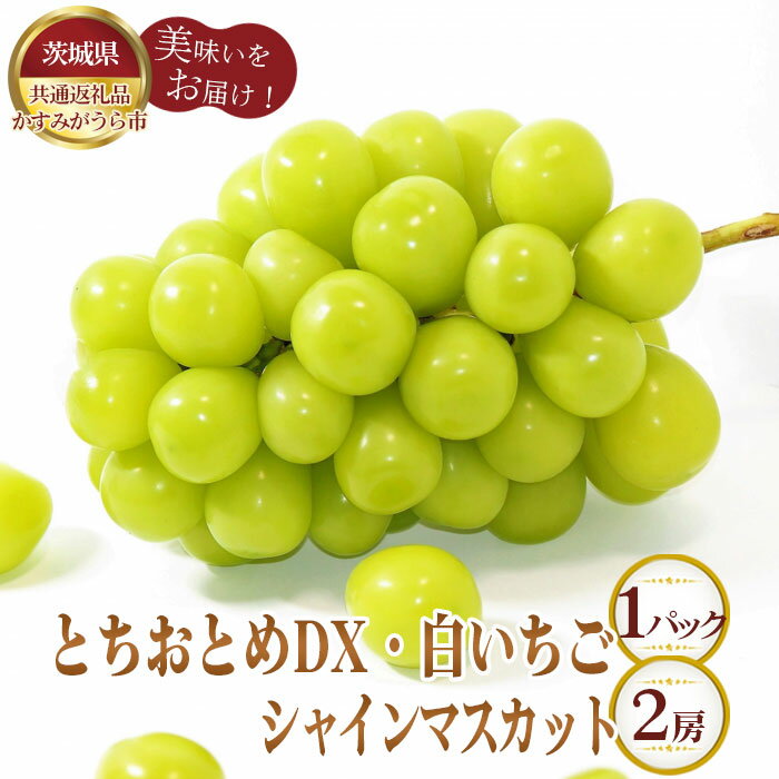 【ふるさと納税】No.361 【先行予約】とちおとめDX1パックと白いちご1パックとシャインマスカット2房【茨城県共通返礼品 かすみがうら市】 ／ 旬 新鮮 苺 イチゴ ブドウ 葡萄 果物 フルーツ 詰合せ セット 送料無料 茨城県