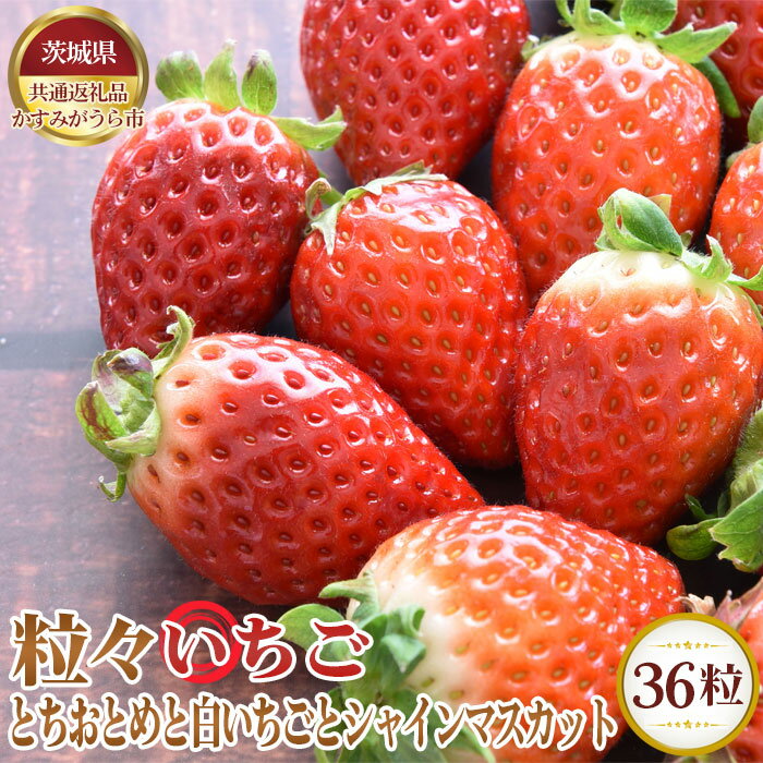 28位! 口コミ数「0件」評価「0」No.363 【先行予約】粒々いちご36粒　とちおとめと白いちごとシャインマスカット【茨城県共通返礼品 かすみがうら市】 ／ 旬 新鮮 苺 ･･･ 