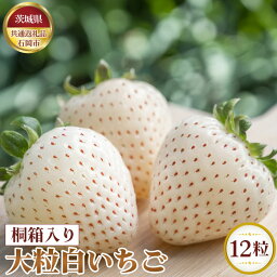 【ふるさと納税】No.365 【先行予約】桐箱入り　大粒白いちご　12粒【茨城県共通返礼品 石岡市】 ／ 旬 新鮮 苺 イチゴ 果物 フルーツ 贈答用 送料無料 茨城県