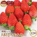 24位! 口コミ数「0件」評価「0」No.367 【先行予約】お歳暮　桐箱入り　大粒とちおとめ　12粒【茨城県共通返礼品 石岡市】 ／ 旬 新鮮 苺 イチゴ 果物 フルーツ 贈･･･ 