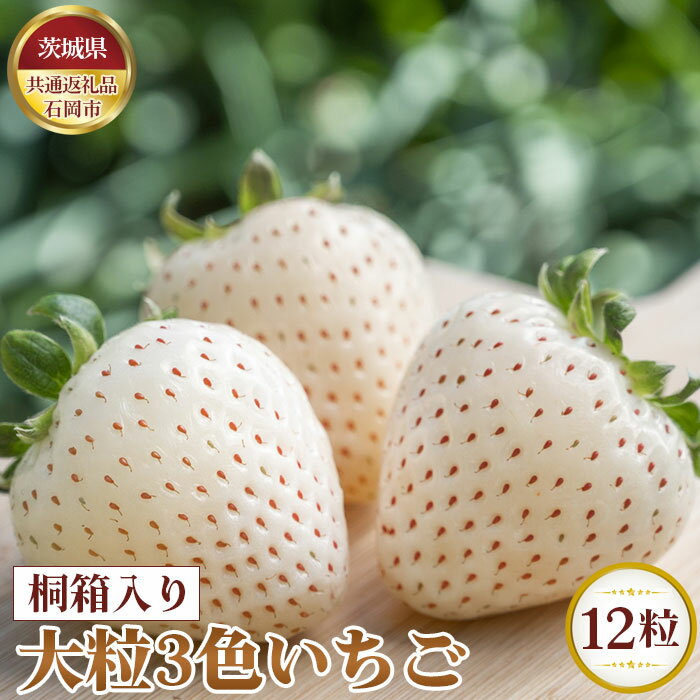 16位! 口コミ数「0件」評価「0」No.369 【先行予約】お歳暮　桐箱入り　大粒3色いちご　12粒【茨城県共通返礼品 石岡市】 ／ 旬 新鮮 苺 イチゴ 果物 フルーツ 贈･･･ 