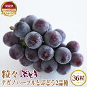 【ふるさと納税】No.372 【先行予約】粒々ぶどう36粒 ナガノパープル12粒とぶどう2品種【茨城県共通返礼品 かすみがうら市】 / ブドウ 葡萄 フルーツ ...