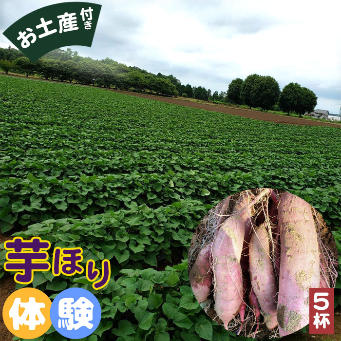 【ふるさと納税】芋掘り体験（5杯）／ 紅はるか いも さつまいも 送料無料 茨城県 No.400