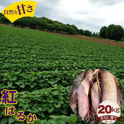 No.413 紅はるか20kg ／ 自然 芋 いも 甘い 天然資材 さつまいも 送料無料 茨城県