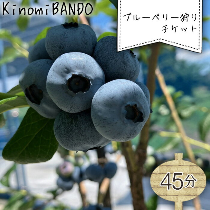 KinomiBANDOブルーベリー狩りチケット（45分） ／ 果物狩り 食べ比べ 15品種 観光農園 レジャー体験 家族旅行 子連れお出かけ カップルデート 日帰り観光 夏休み 屋根付き農園 雨天レジャー 休憩スペース 水耕栽培 大きい 甘い 摘み取り体験 No.517