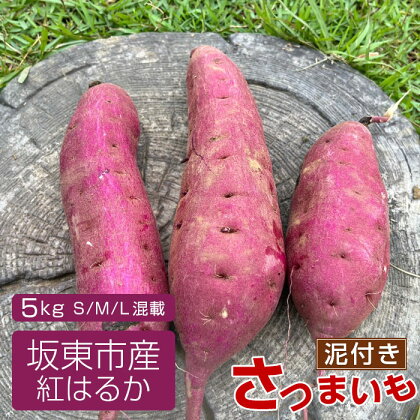 No.518 【箱入り】坂東市産　生さつまいも　紅はるか5kg（泥付きS、M、L混載）／さつまいも サツマイモ 焼き芋 しっとり 送料無料 茨城県