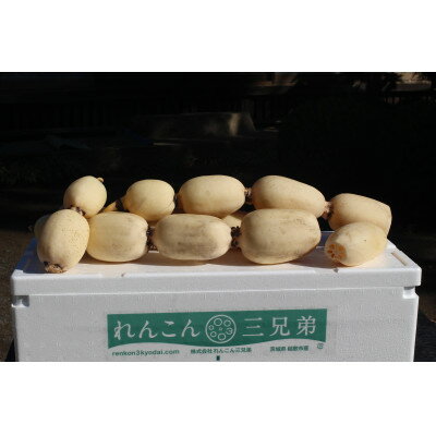【ふるさと納税】れんこん三兄弟の秋蓮根 茨城県稲敷市産　4kg×1箱【配送不可地域：離島】【1340695】のサムネイル