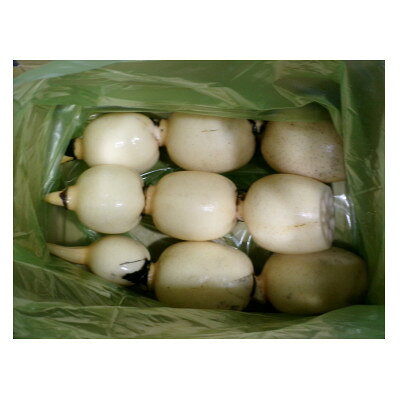 ひかりれんこん 1kg(3本～4本)産地直送(化粧箱鮮度保持袋使用)【配送不可地域：離島・沖縄県】【1783758】