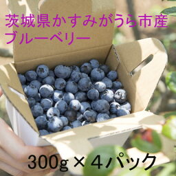 【ふるさと納税】かすみがうら市特産フレッシュブルーベリー　300g×4パック【配送不可地域：離島】【1237741】