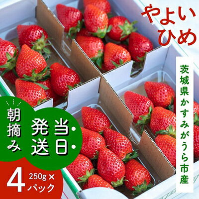 【ふるさと納税】やよいひめ 朝摘み・当日発送 250g×4パック【配送不可地域:離島・沖縄県】【1329784】