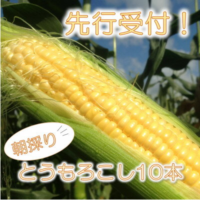 マルカファームの朝採れ「とうもろこし」10本セット【配送不可地域：離島・沖縄県】【1404268】